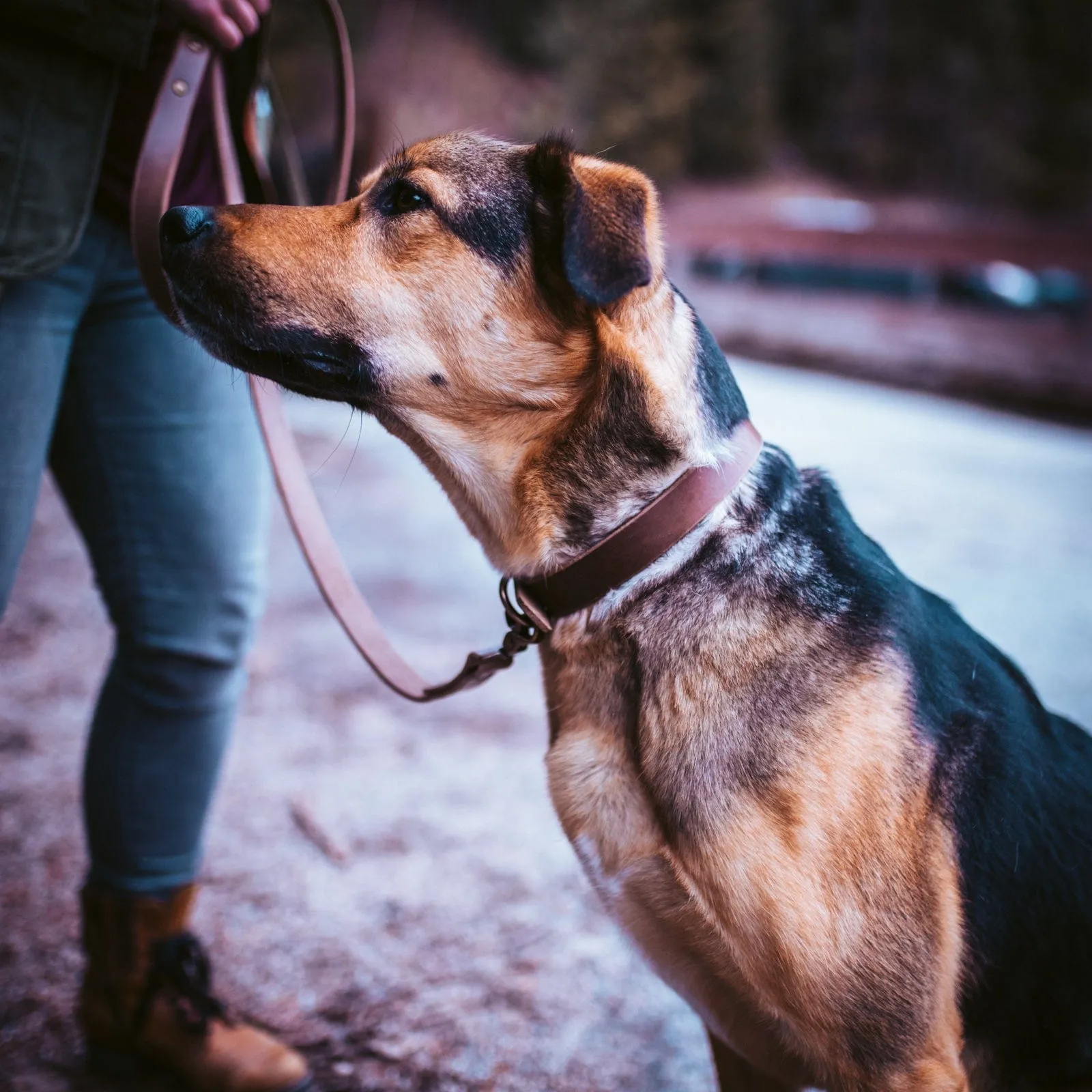 Matching Dog Collar & Leash Bundle - Heritage Brown